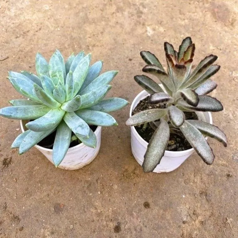 Set of 2 Kalanchoe tomentosa and Echeveria succulent in 3 Inch Nursery Pot