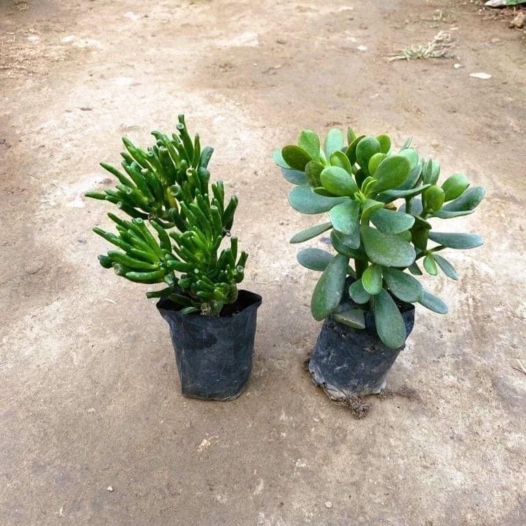 Set of 2 - Crassula & Crassula Finger Succulent in 3 Inch Nursery Bag