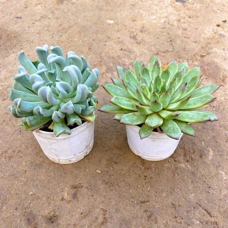 Buy Set of 2 - Echevaria Cubic Froast & Echevaria Succulent in 3 Inch Nursery Pot Online | Urvann.com Set of 2 - Echeveria Cubic Froast & Echeveria Succulent in 3 Inch Nursery Pot