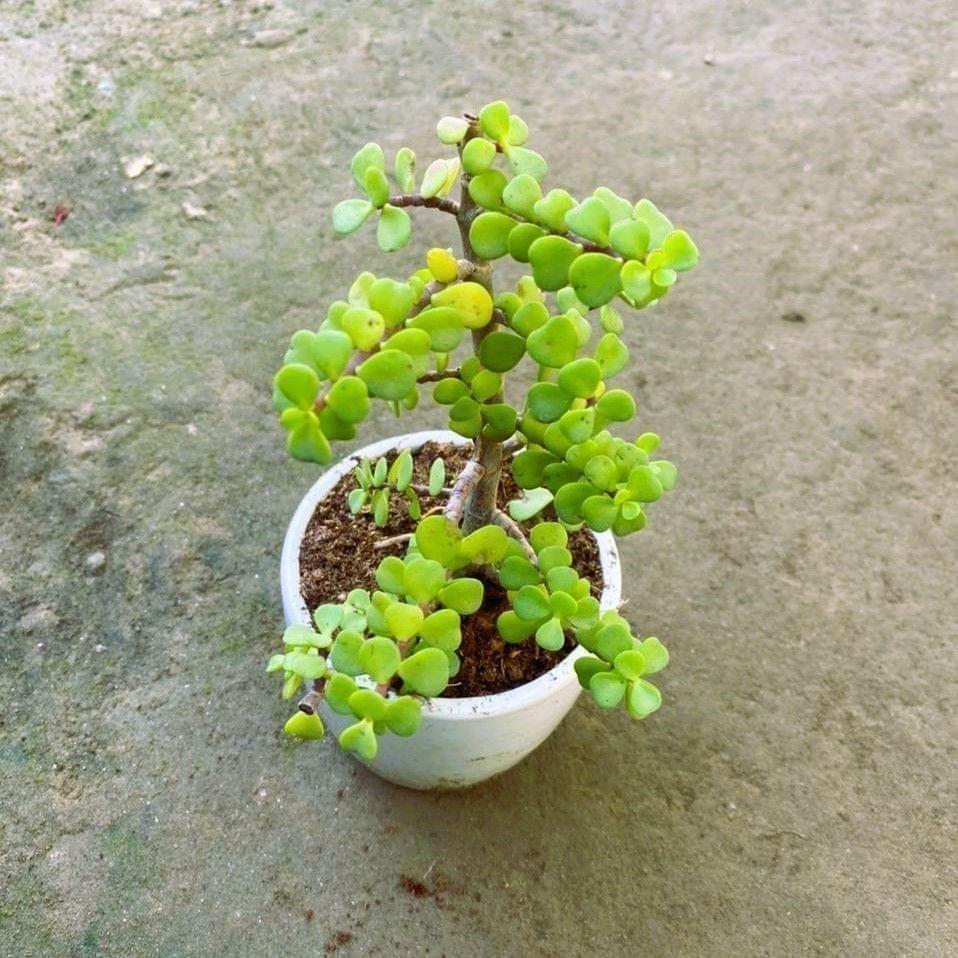 Jade Plant in 4 Inch White Cup Ceramic Pot