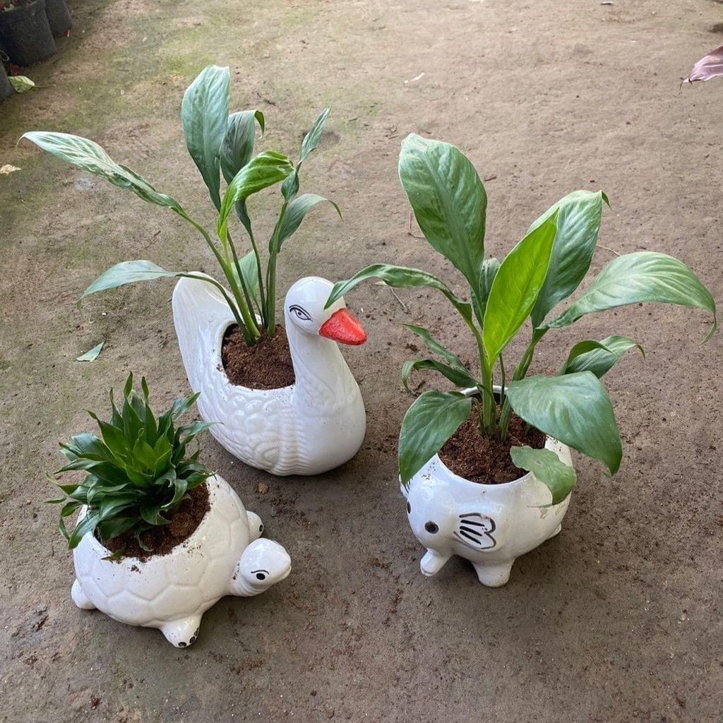Set of 3 - 2 Peace Lily & 1 Jade in 5 Inch Unique Designer Ceramic Pots (design may vary)