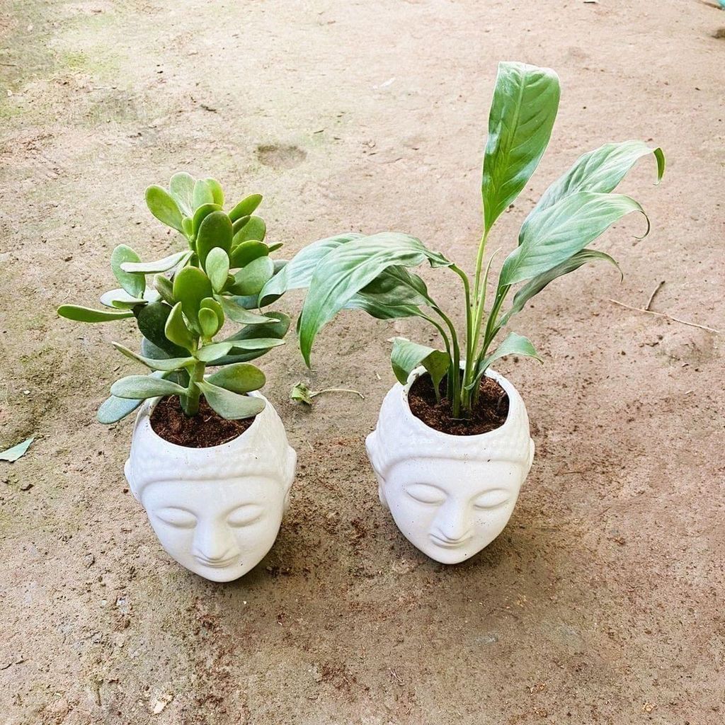 Buy Set of 2 - Jade & Peace Lily in 4 Inch Budha Designer Ceramic Pot (any colour) Online | Urvann.com Set of 2 - Jade & Peace Lily in 4 Inch Buddha Designer Ceramic Pot (any colour)