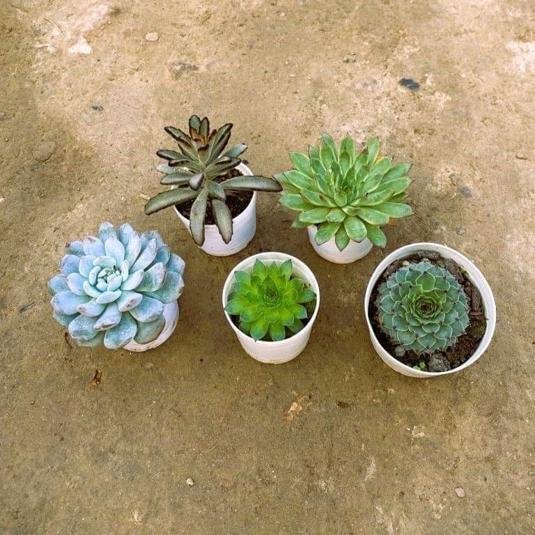 Set of 5 - Kalanchoe Tomentosa, Laxmi kamal & 3 Echevaria succulents in 3 Inch Nursery Pot