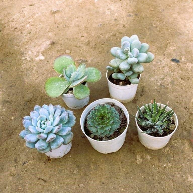 Set of 5 - Kalanchoe, Zebrina Haworthia, Moonstone, Laxmi Kamal & Echevaria Succulent in 3 Inch Nursery Pot