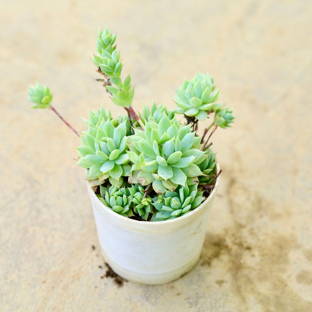 Buy Echeveria prolifica Multihead Succulent in 4 Inch Nursery Pot Online | Urvann.com Echeveria prolifica Multihead Succulent in 4 Inch Nursery Pot