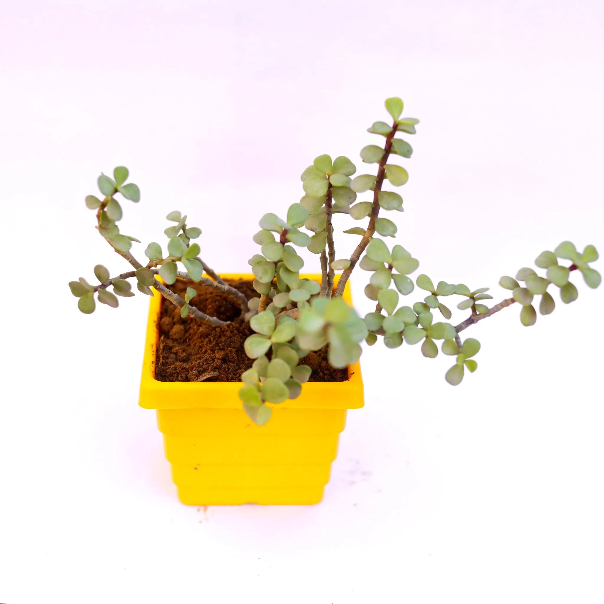 Jade in 4 Inch Yellow Premium Orchid Square Plastic Pot