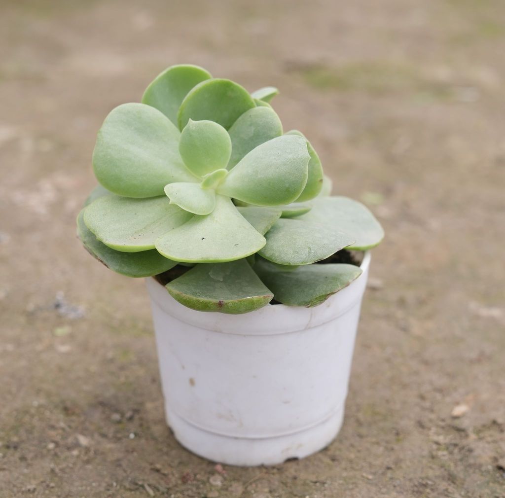 Portulaca Molokiniensis Succulent in 3 Inch Nursery Pot