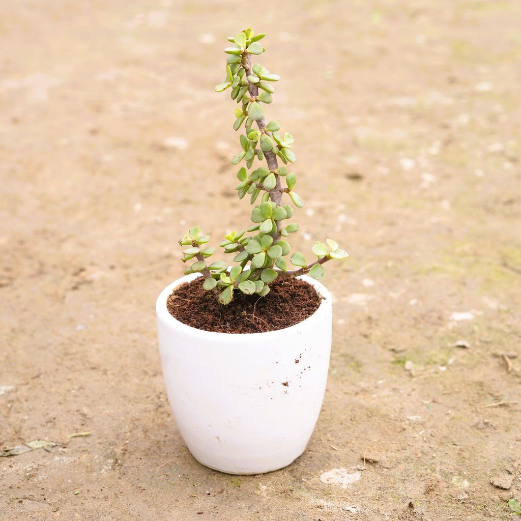 Buy Jade in 4 Inch Classy White Cup Ceramic Pot Online | Urvann.com Jade in 4 Inch Classy White Cup Ceramic Pot