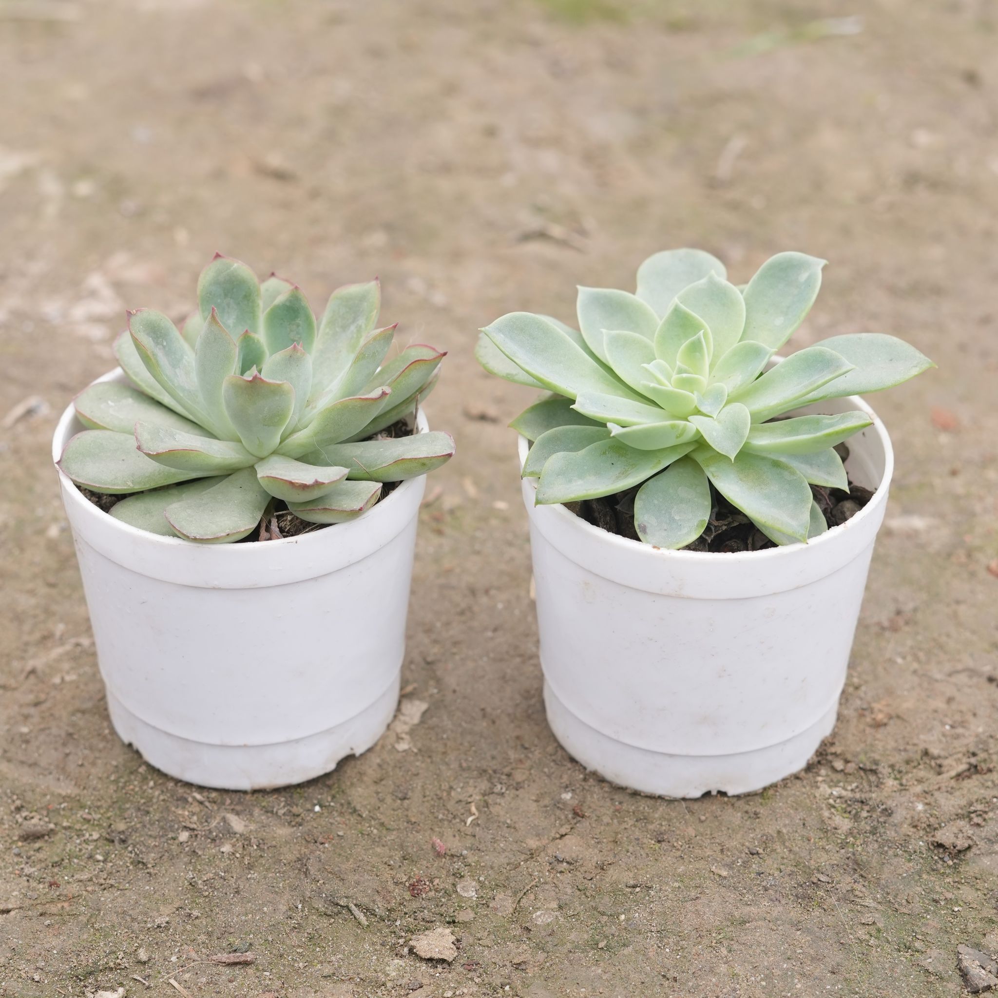 Set of 2 - Echeveria Elegans Green & Echeveria Elegans Red Tipped Succulent in 3 Inch Nursery Pot
