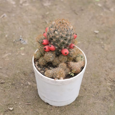 Mammillaria prolifera in 3 Inch Nursery Pot