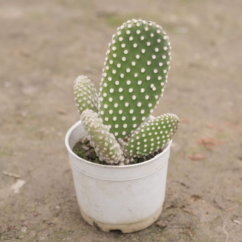 Buy Bunny Ear Cactus in 3 Inch Nursery Pot Online | Urvann.com Bunny Ear Cactus in 3 Inch Nursery Pot