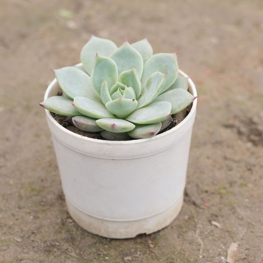 Buy Echeveria Elegans Red Tipped Succulent in 3 Inch Nursery Pot Online | Urvann.com Echeveria Elegans Red Tipped Succulent in 3 Inch Nursery Pot