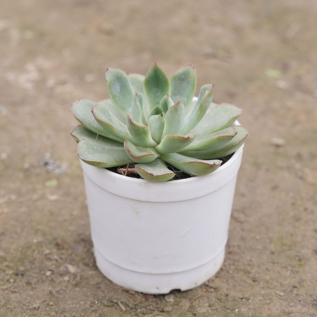 Echeveria Green Succulent in 3 Inch Nursery Pot