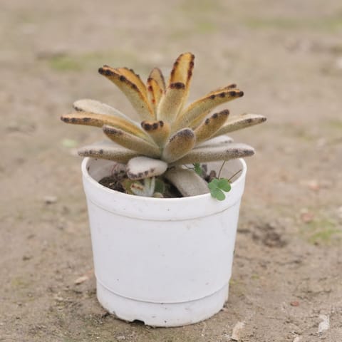Chocolate Solider Succulent in 3 Inch Nursery Pot