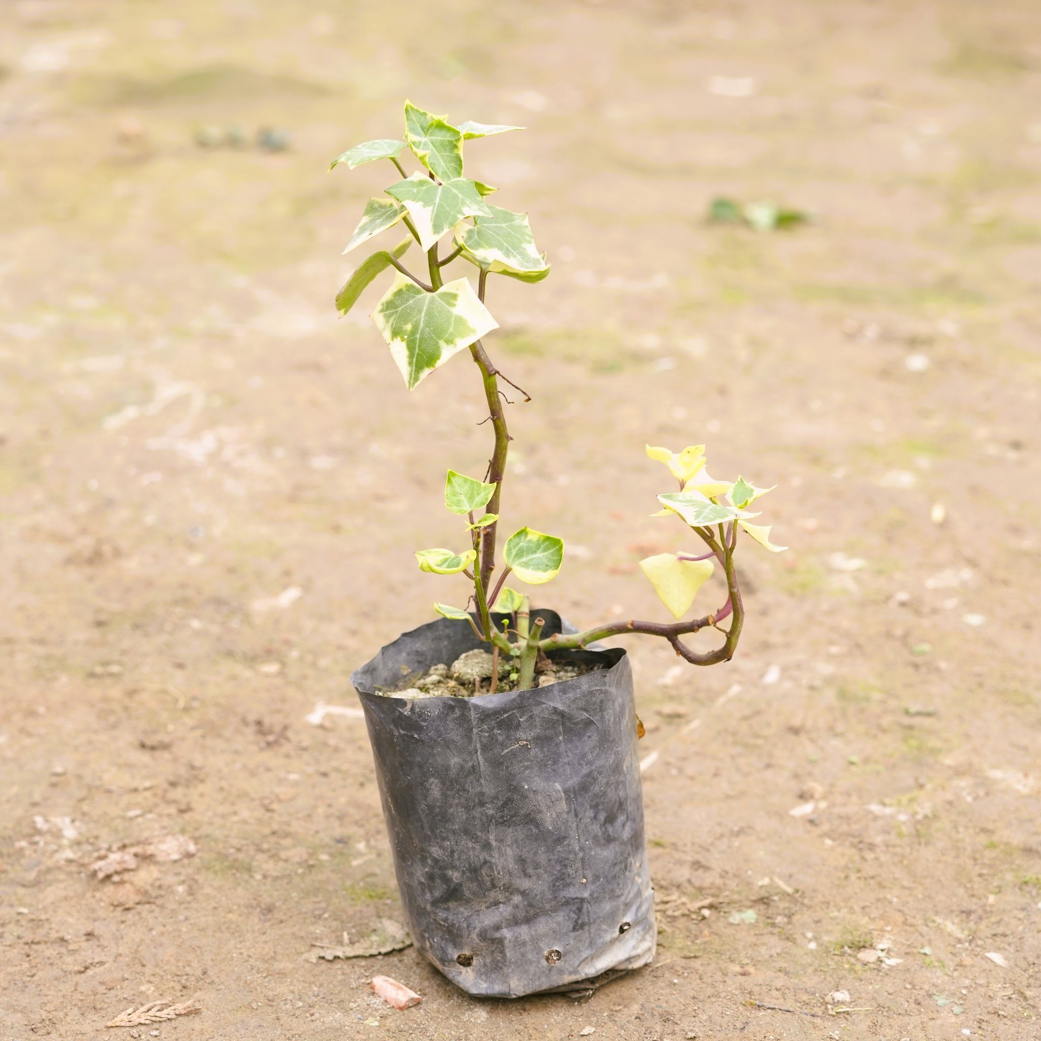 English Ivy Succulent in 3 Inch Nursery Bag