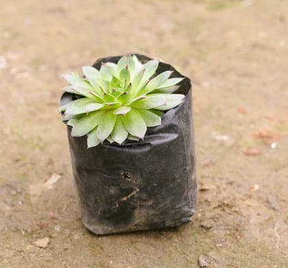 Buy Laxmi / Lakshmi Kamal Succulent in 3 Inch Nursery Bag Online | Urvann.com