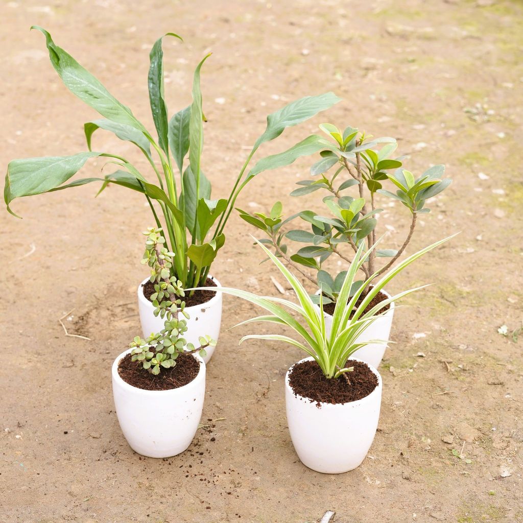 Buy Set of 4 - Jade, Spider, Peace Lily & Ficus Long Island in 4 Inch Classy White Cup Ceramic Pot Online | Urvann.com Set of 4 - Jade, Spider, Peace Lily & Ficus Long Island in 4 Inch Classy White Cup Ceramic Pot