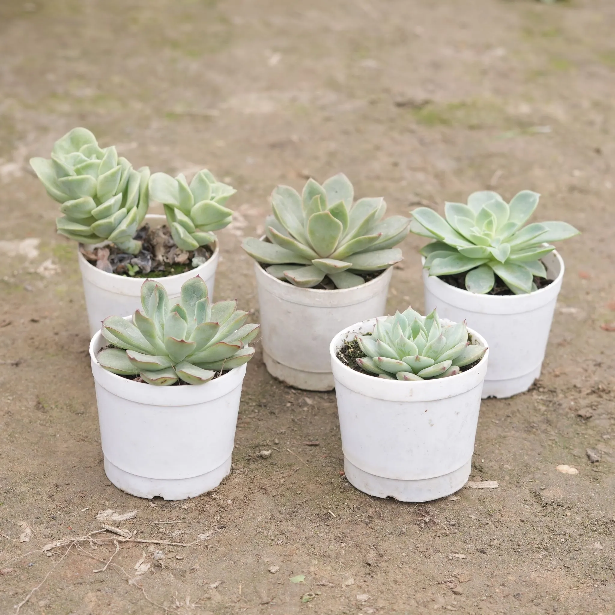 Set of 5 - Laxmi Kamal,Echeveria Green,Pigmyweeds Green, Echeveria Elegans Green & Echeveria Elegans Red Tipped Succulent in 3 Inch Nursery Pot