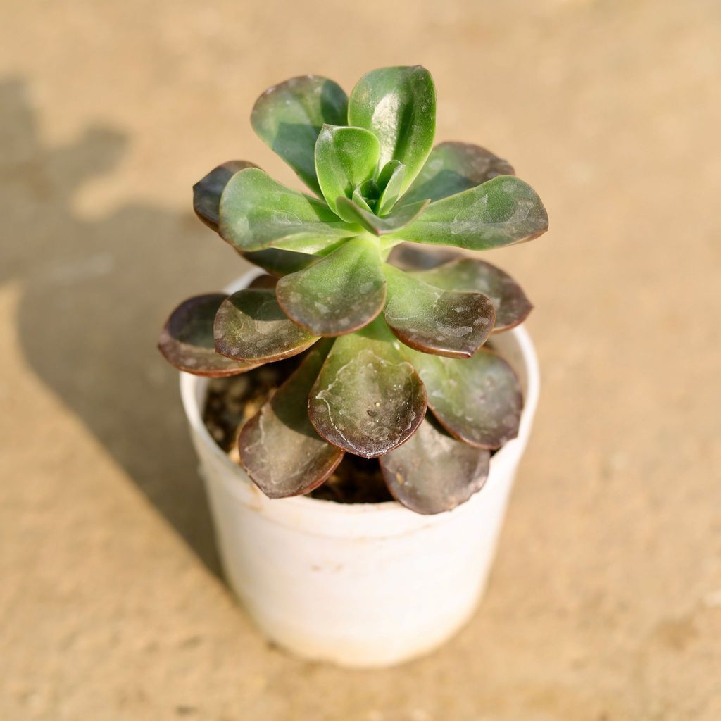 Buy Houseleek Brown Succulent in 3 Inch Nursery Pot Online | Urvann.com Houseleek Brown Succulent in 3 Inch Nursery Pot