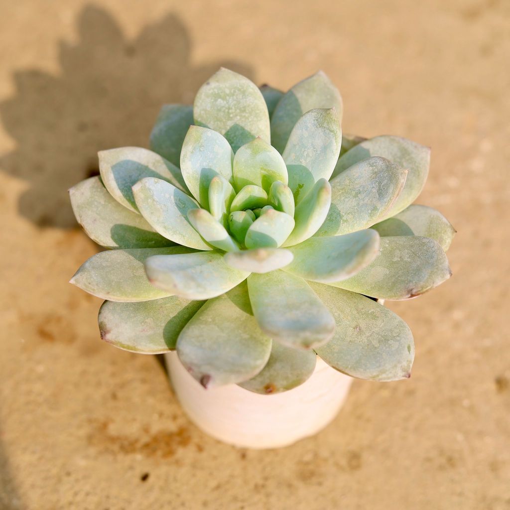 Buy Echeveria Monroe Succulent in 3 Inch Nursery Pot Online | Urvann.com Echeveria Monroe Succulent in 3 Inch Nursery Pot