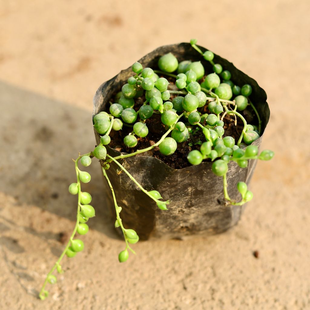 Buy String of Pearls Succulent in 4 Inch Nursery Bag Online | Urvann.com String of Pearls Succulent in 4 Inch Nursery Bag