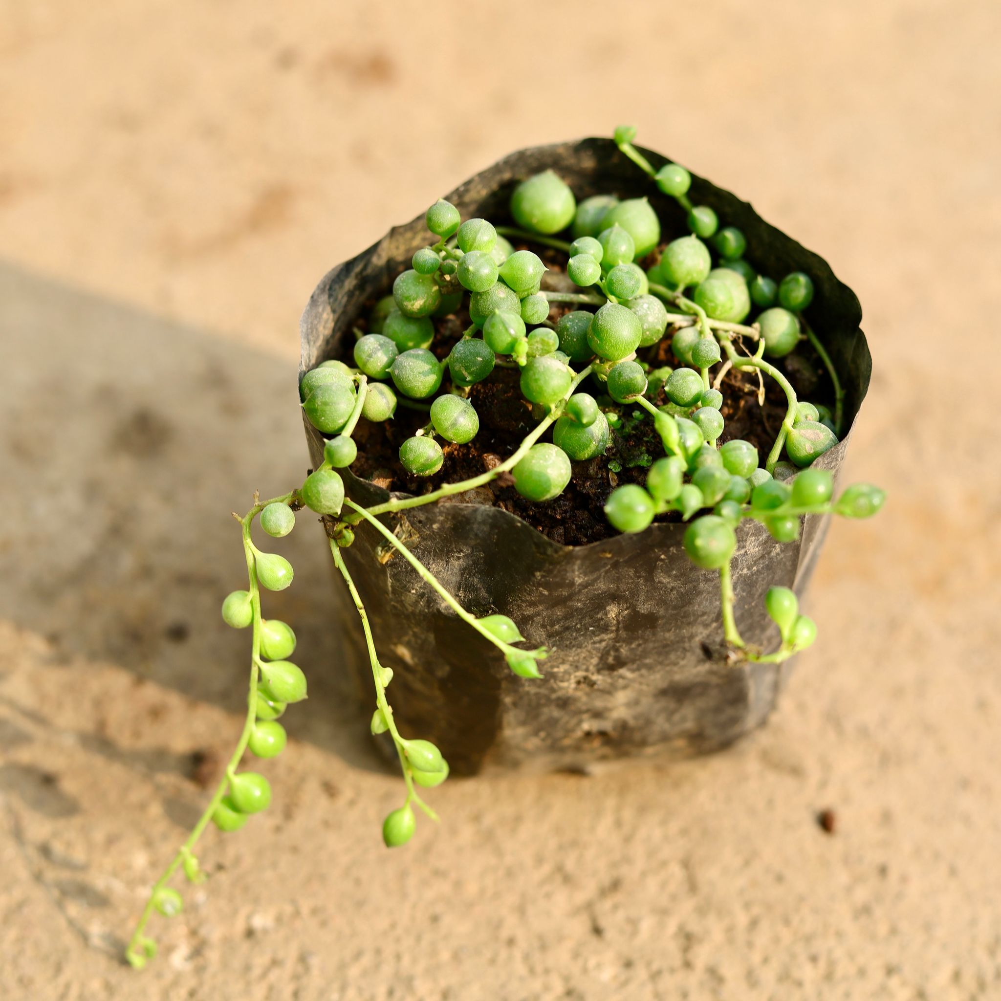 String of Pearls Succulent in 4 Inch Nursery Bag
