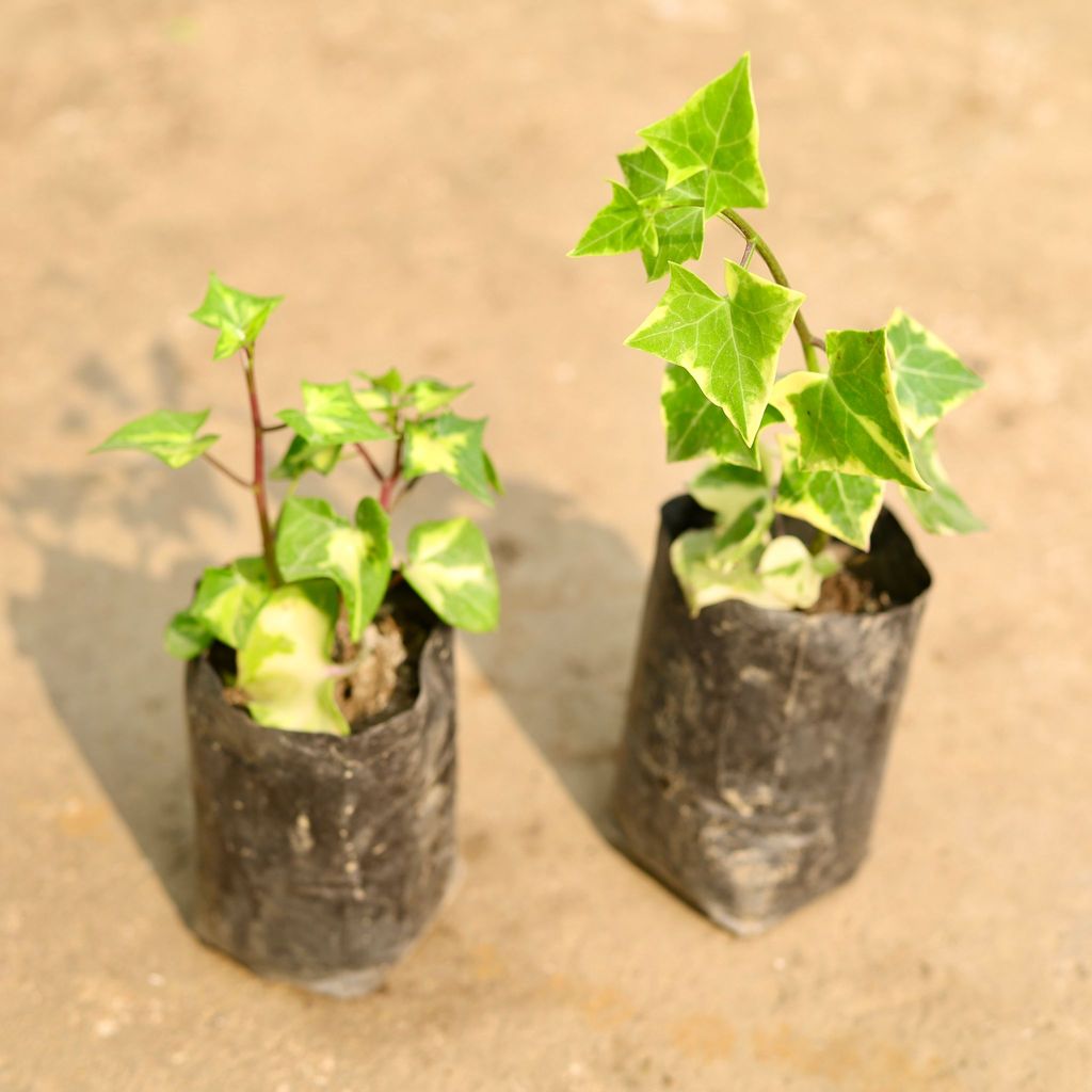 Set of 2 - Sanecio Macroglossus Succulent in 4 Inch Nursery Bag