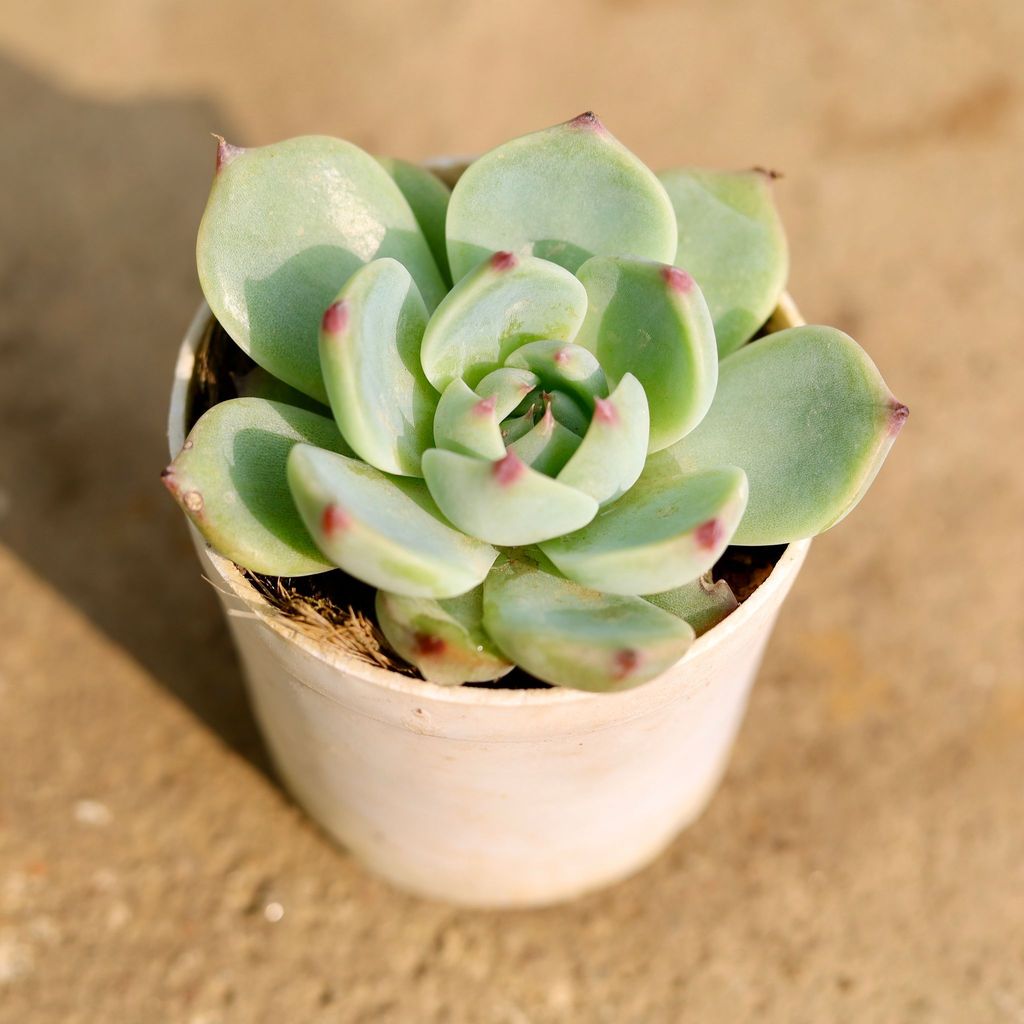 Buy Echeveria Menina Succulent in 3 Inch Nursery Pot Online | Urvann.com Echeveria Menina Succulent in 3 Inch Nursery Pot