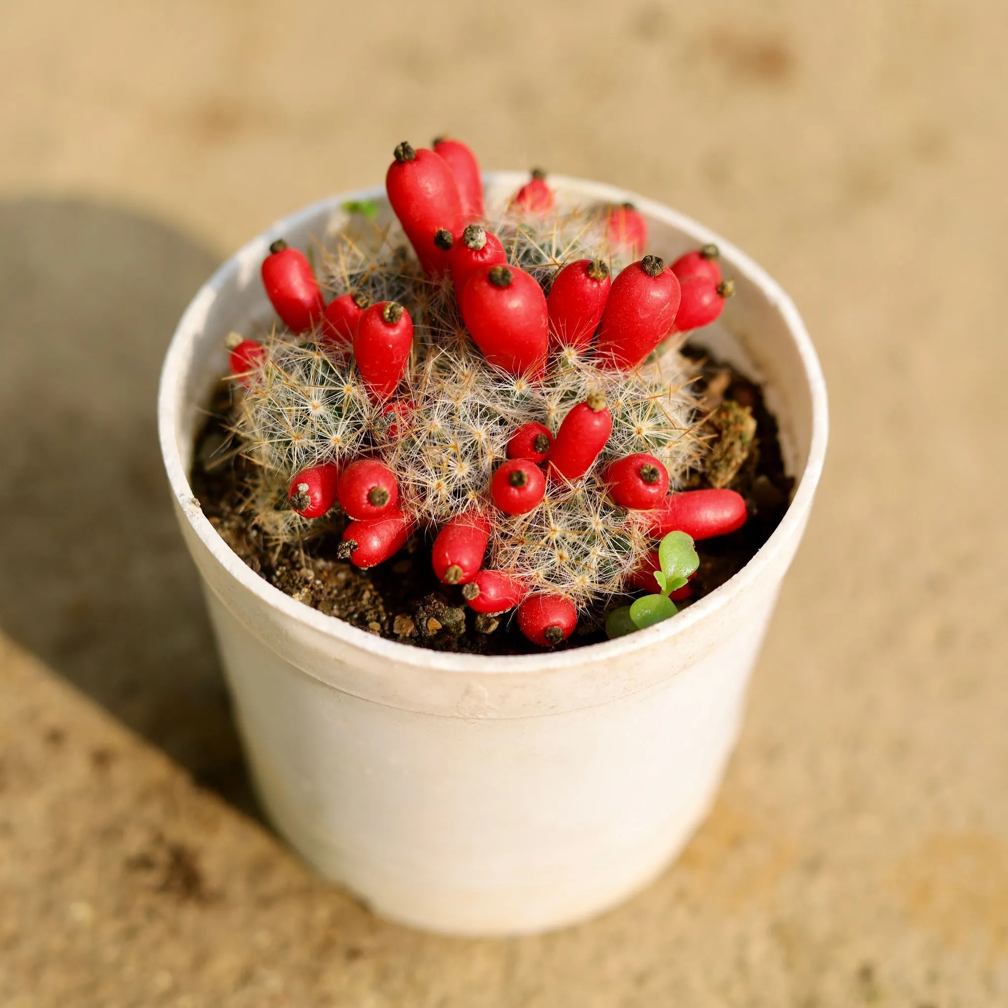 Mammillaria Prolifera Cactus in 3 Inch Nursery Pot