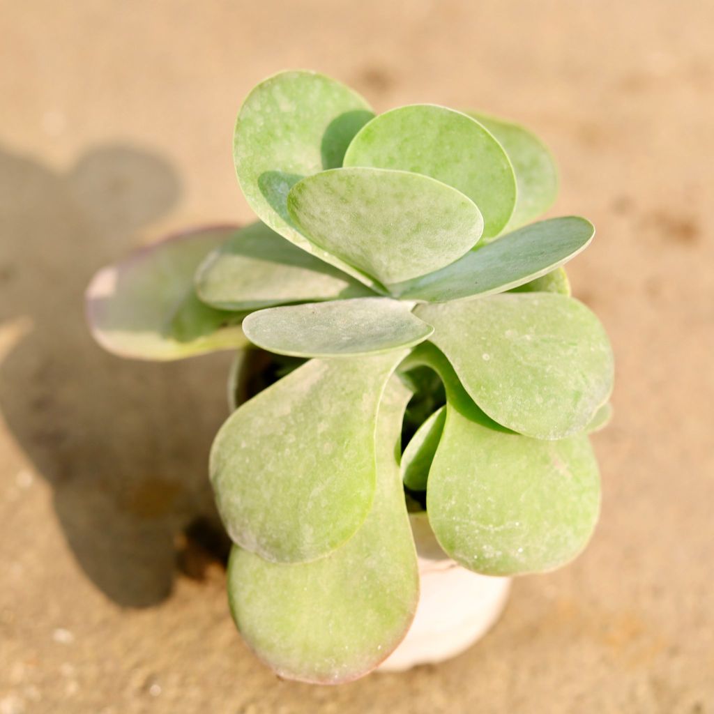Kalanchoe Thyrsiflora Succulent in 3 Inch Nursery Pot
