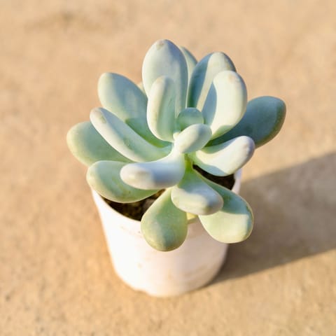 Moonstone Succulent in 3 Inch Classy White Cup Ceramic Pot