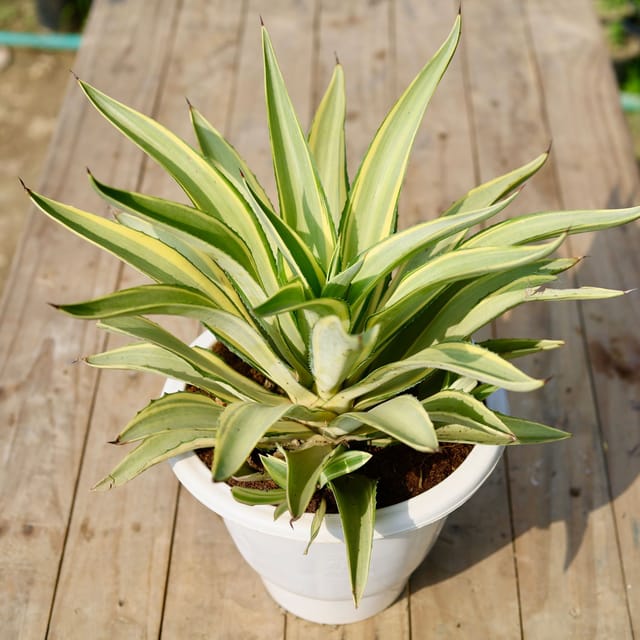 Agave Variegated in 10 Inch Classy White Plastic Pot