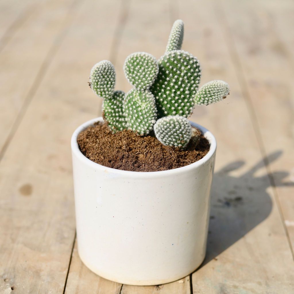 Buy Bunny Ear Cactus in 4 Inch Classy White Cylindrical Ceramic Pot Online | Urvann.com Bunny Ear Cactus in 4 Inch Classy White Cylindrical Ceramic Pot