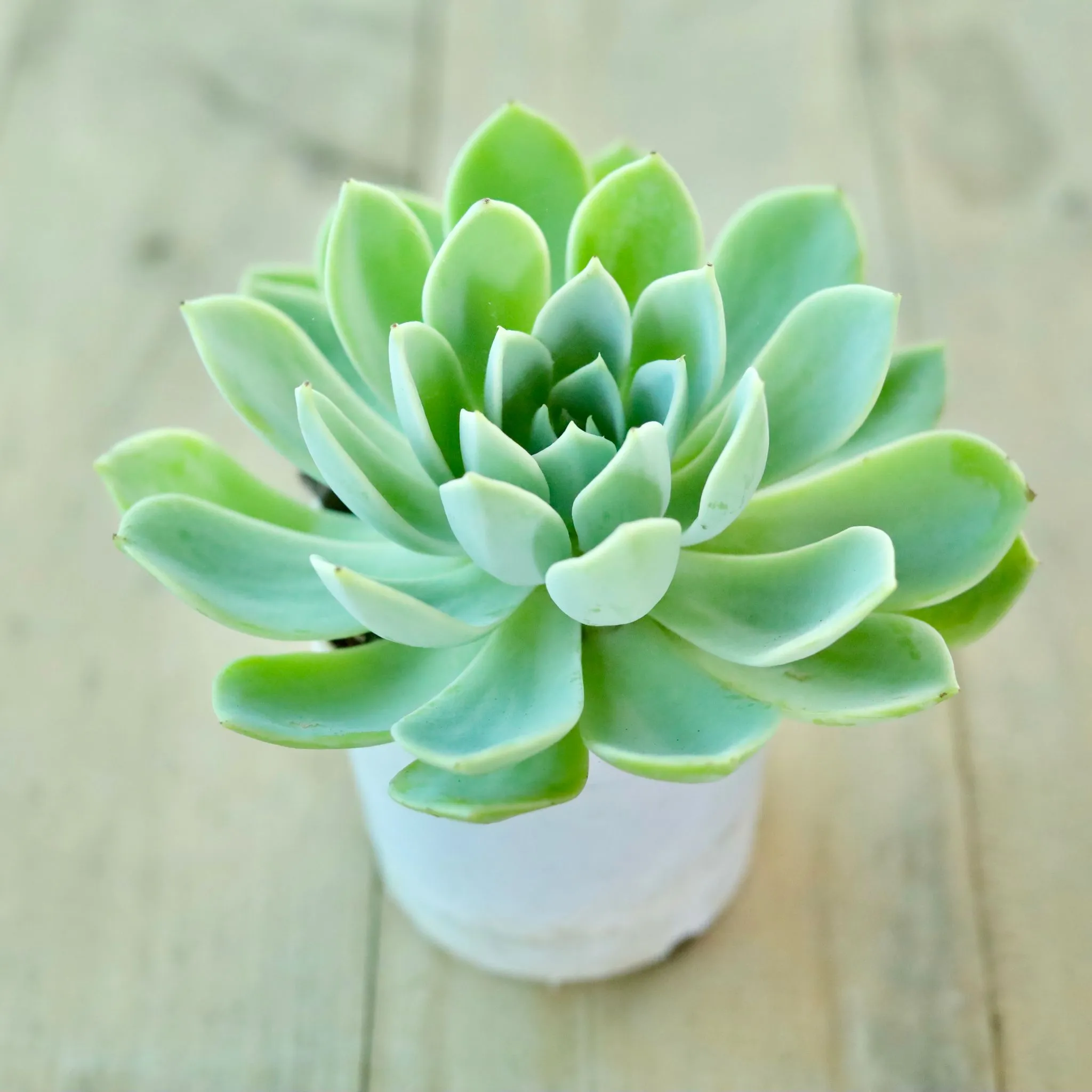 Echevaria Elegans Green Succulent in 3 Inch White Nursery Pot
