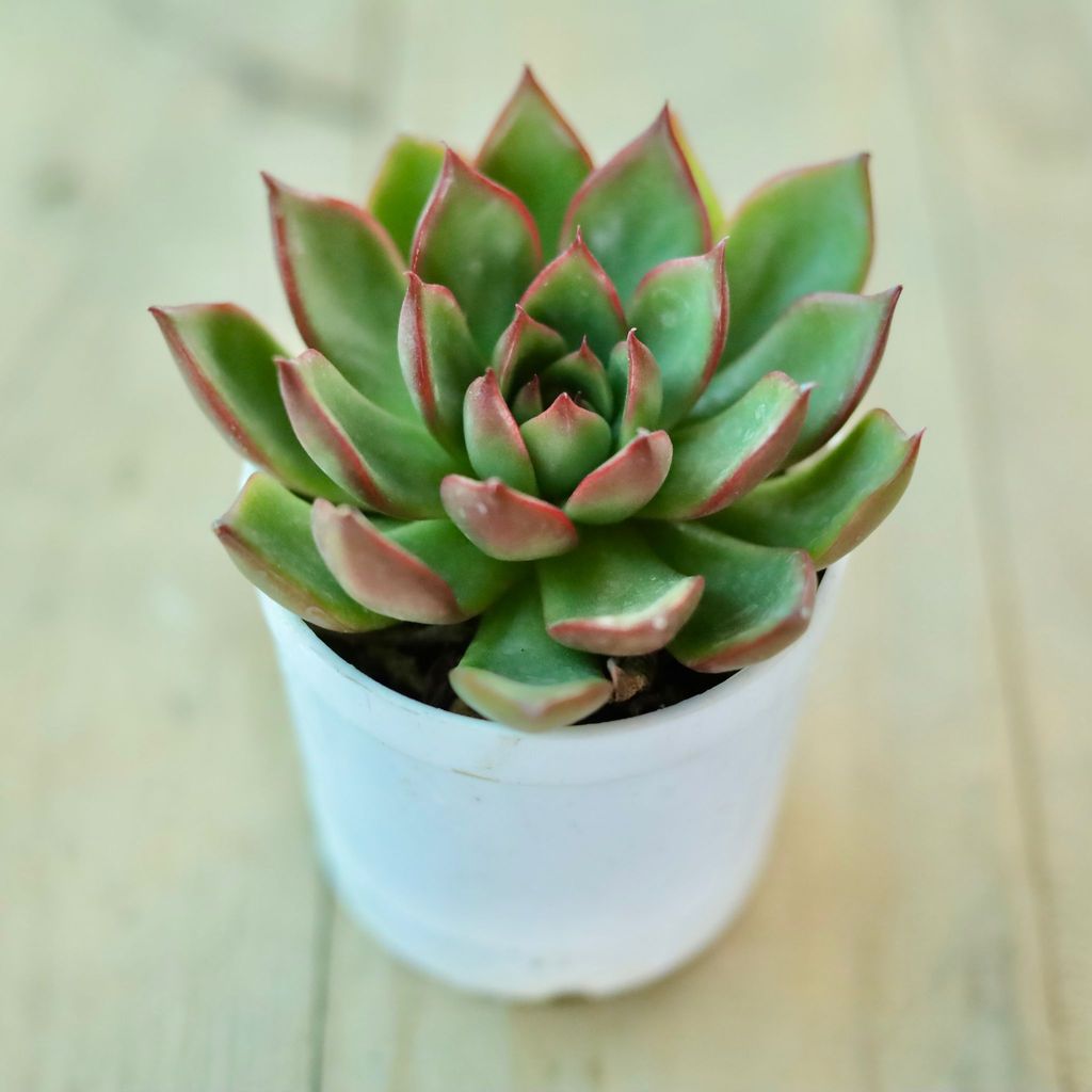 Buy Echevaria Elegans Red Tipped Succulent In 3 Inch White Nursery Pot Online | Urvann.com Echevaria Elegans Red Tipped Succulent in 3 Inch White Nursery Pot