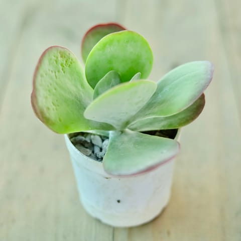 Kalanchoe Succulent (any colour) in 3 Inch White Nursery Pot