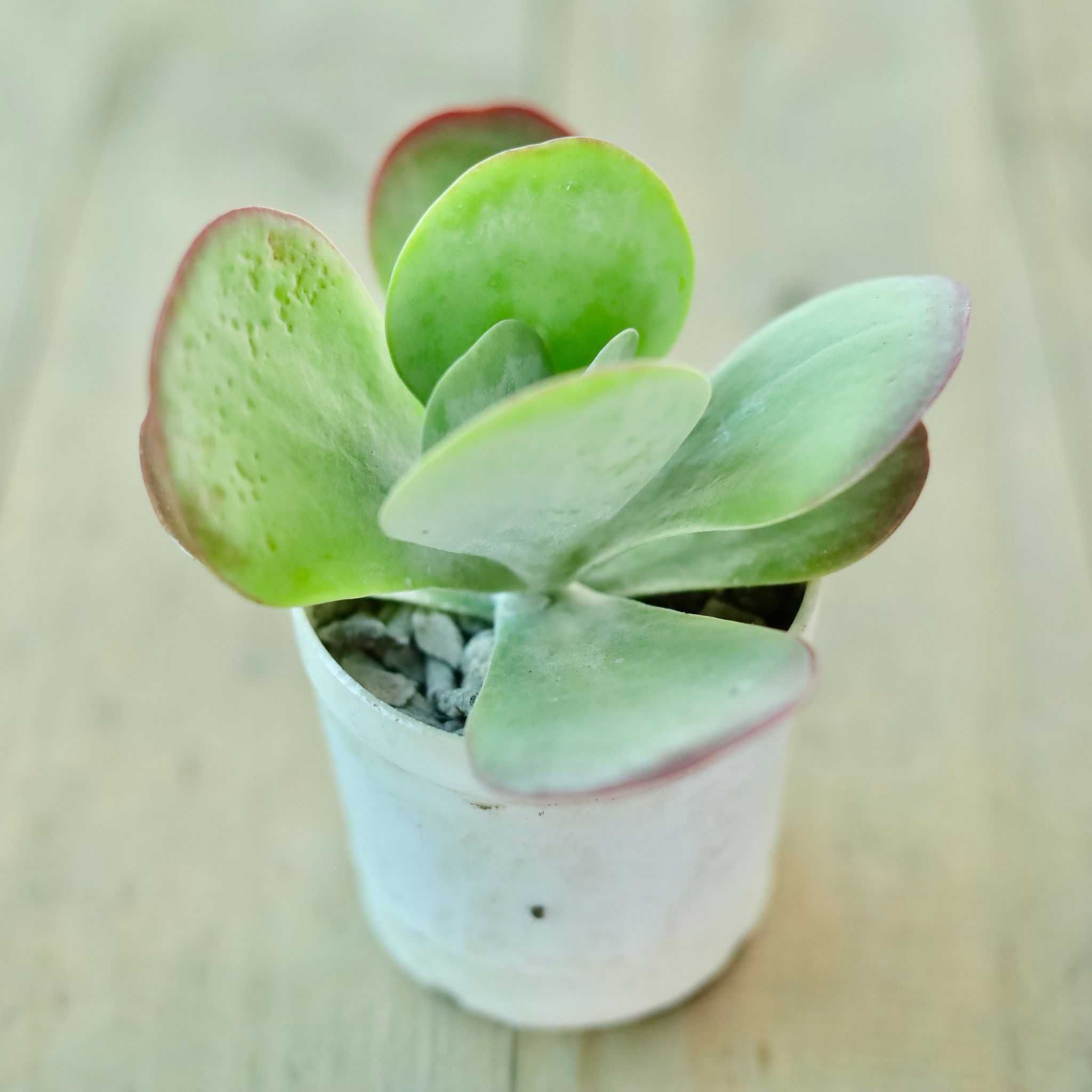 Kalanchoe Succulent (any colour) in 3 Inch White Nursery Pot