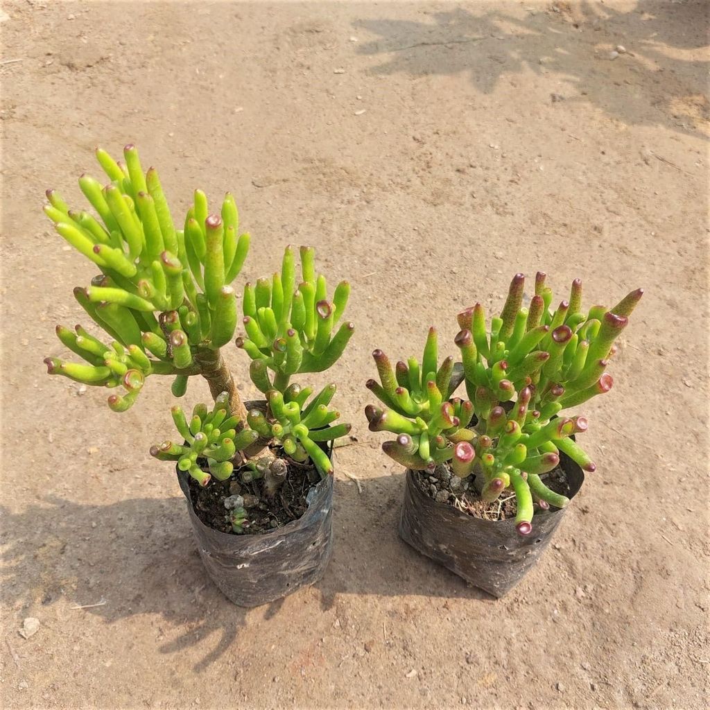 Set of 2 - Finger Crassula Succulent in 3 Inch Nursery Bag