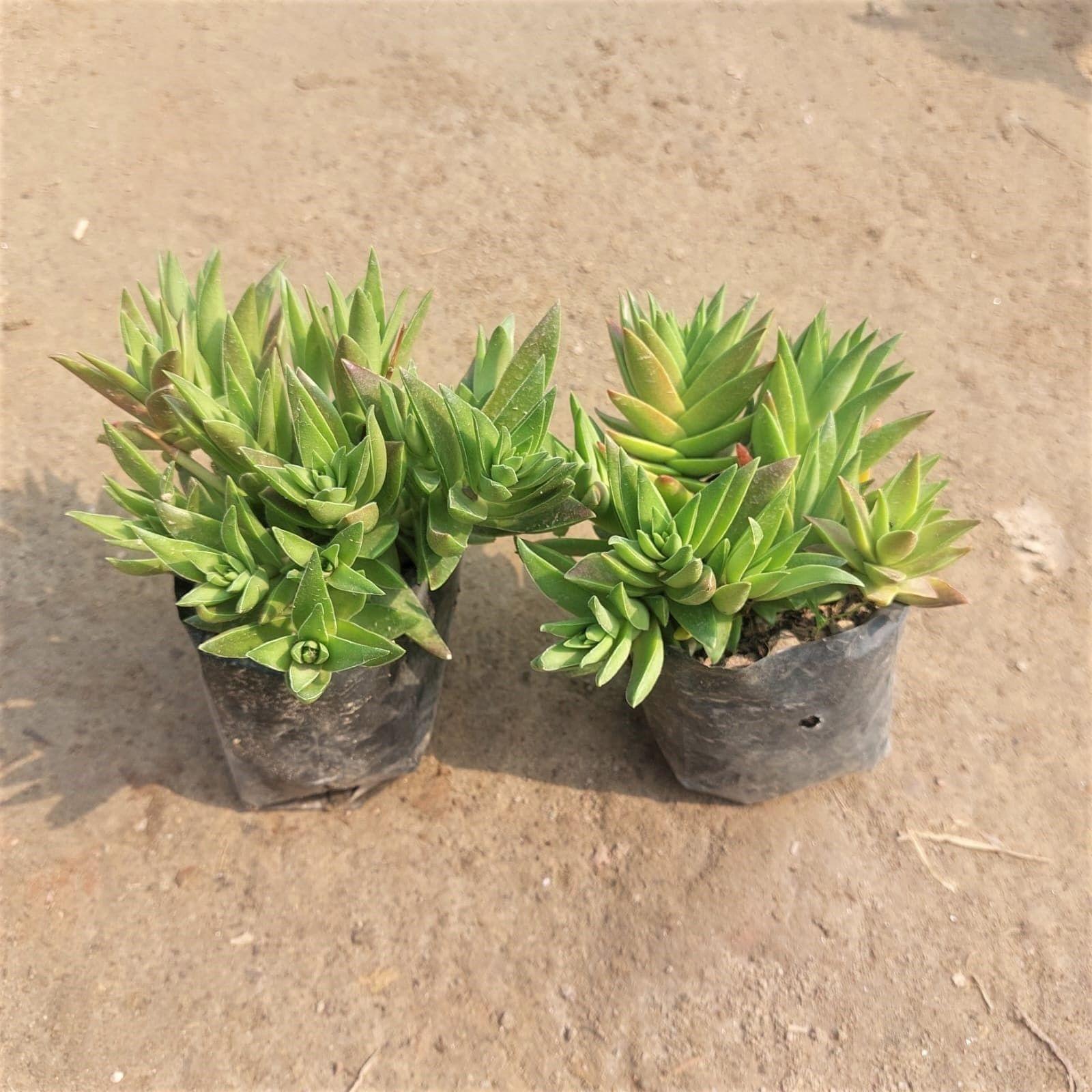 Set of 2 - Sedum Comphire Succulent in 3 Inch Nursery Bag