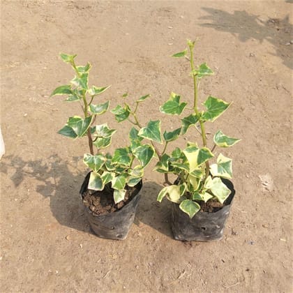 Buy Set of 2 - English Ivy Succulent In 3 Inch Nursery Bag Online | Urvann.com