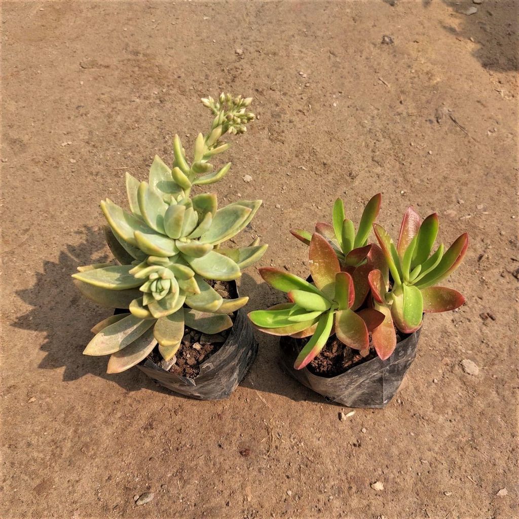 Buy Set of 2 - Succulents (Sedum Comphire & Adorn) In 3 Inch Nursery Bag Online | Urvann.com Set of 2 - Succulents (Sedum Comphire & Adorn) in 3 Inch Nursery Bag