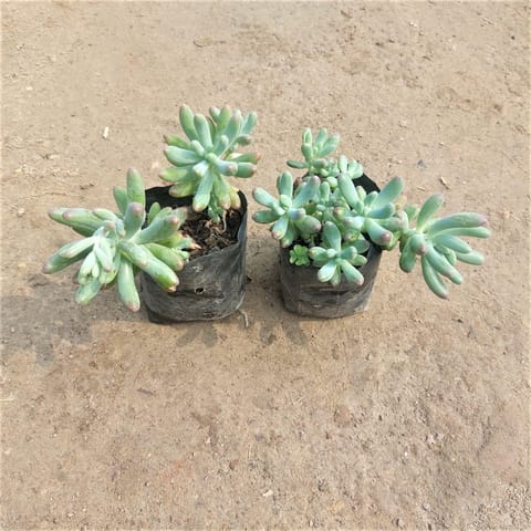 Set of 2 - String of Bananas in 3 Inch Nursery Bag