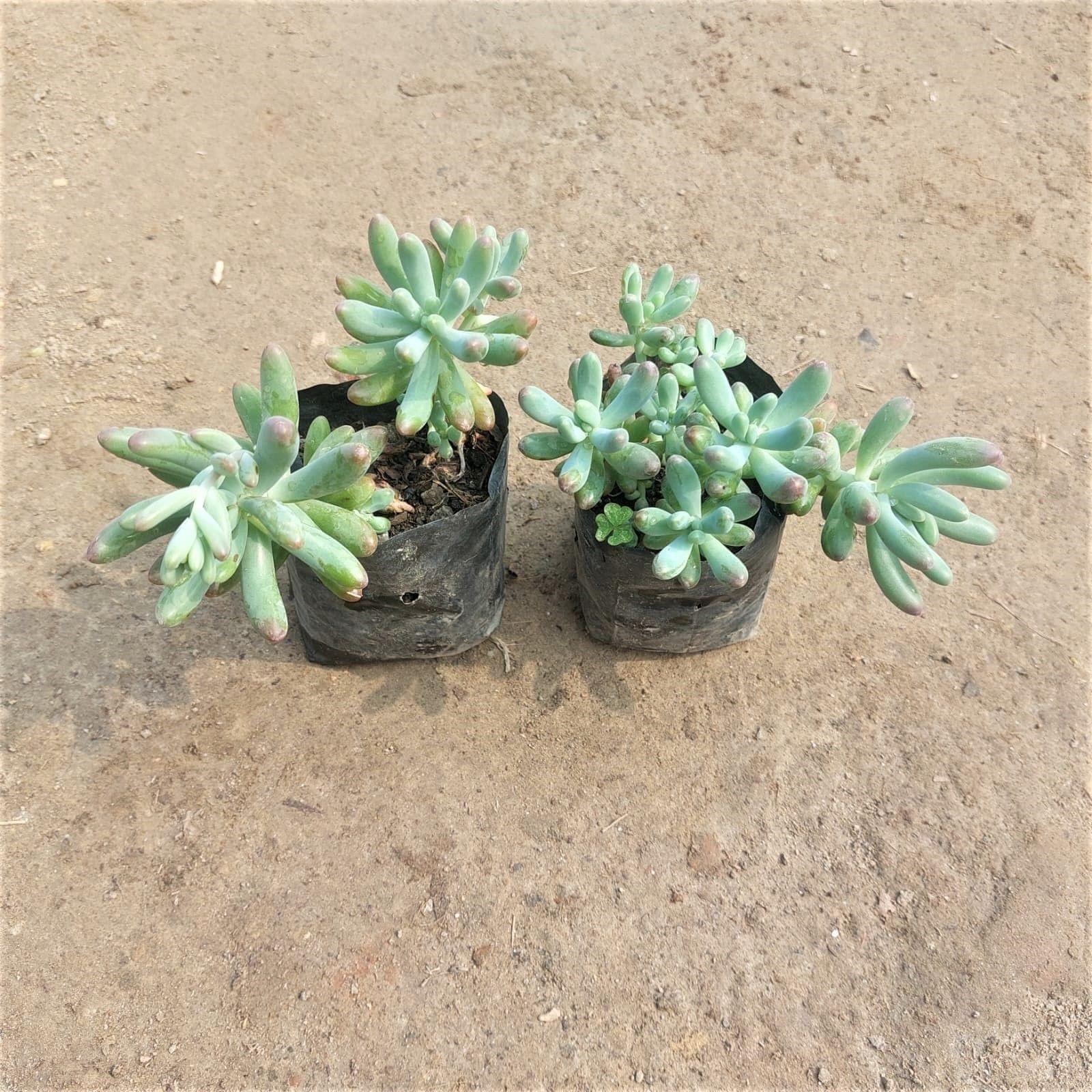 Set of 2 - String of Bananas in 3 Inch Nursery Bag