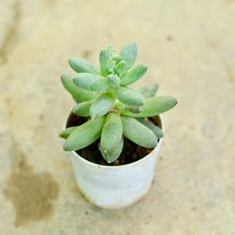 Pachyphytum Succulent in 3 Inch Nursery Pot