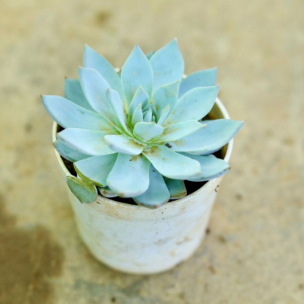 Buy Blue Bird Succulent in 3 Inch Nursery Pot Online | Urvann.com Blue Bird Succulent in 3 Inch Nursery Pot