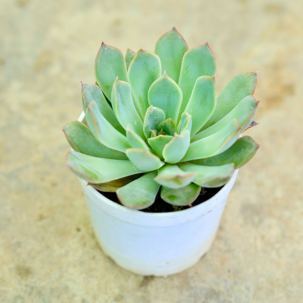 Vishnu Kamal Succulent in 3 Inch Nursery Pot