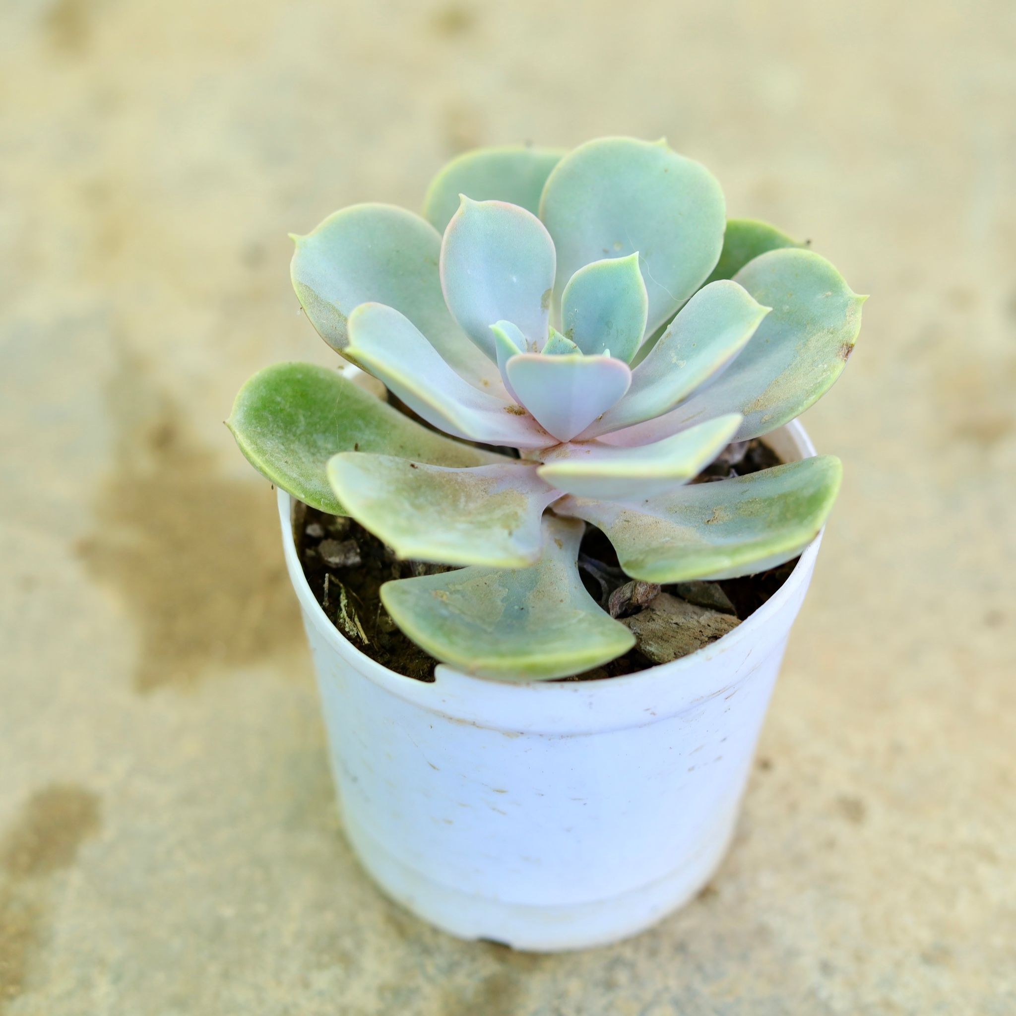 Echeveria Succulent in 3 Inch Nursery Pot