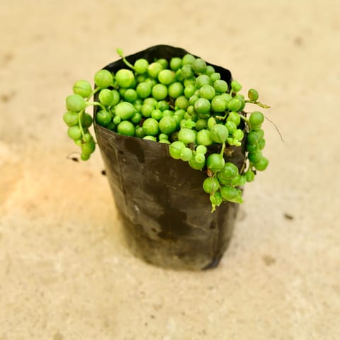 String Of Pearls in 4 Inch Nursery Bag