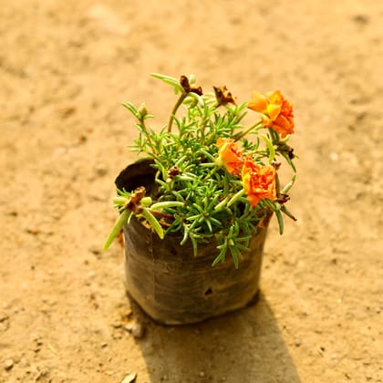 Buy Portulaca Moss rose (any colour) in 4 Inch Nursery Bag Online | Urvann.com