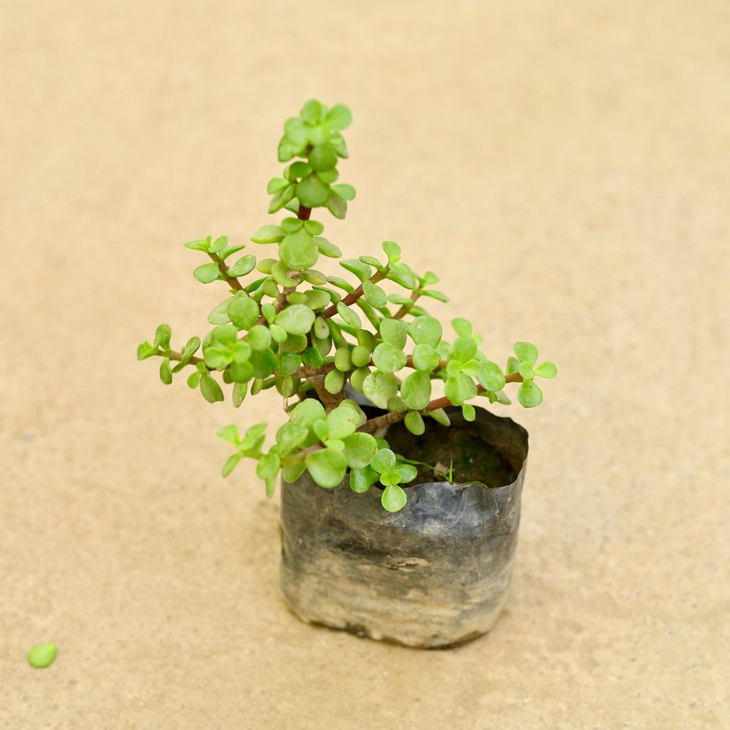 Buy Jade in 4 Inch Nursery Bag Online | Urvann.com Jade in 4 Inch Nursery Bag